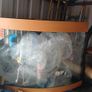 fish Image 4