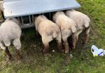 Sheep and lambs