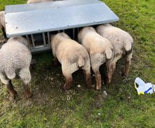 Sheep and lambs