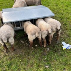 Sheep and lambs