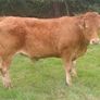 Organic Cattle Image 3