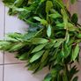 Bay Leaf Fresh Organic Herb Laurel - Whole Culinary Quality Leaf Image 4