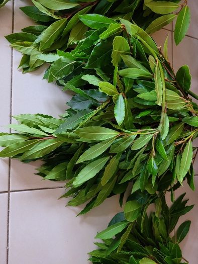 Bay Leaf Fresh Organic Herb Laurel - Whole Culinary Quality Leaf