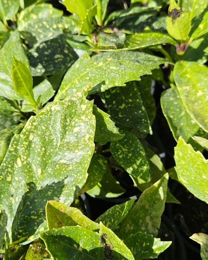 Shrubs and Garden Plants