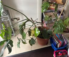 Large Monstera Plant
