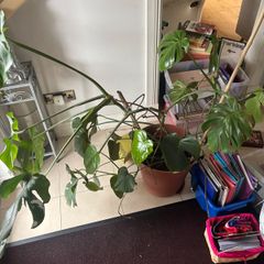 Large Monstera Plant
