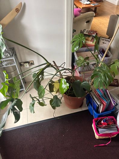 Large Monstera Plant