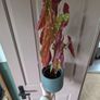 house plants 8euro eaxh Image 7