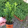 Box Hedging Image 6