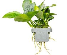 Anubias barteri nana - Aquatic Plant