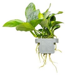 Anubias barteri nana - Aquatic Plant