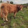 Organic weanlings Image 5