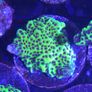 Montipora Confusa Frag Image 3