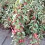 Plant Image 3