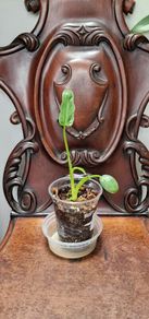 No.2 Philodendron Radiatum Variegated