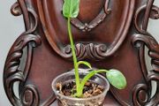 No.2 Philodendron Radiatum Variegated