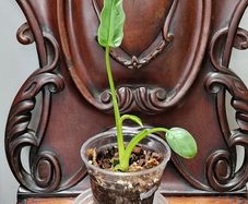 No.2 Philodendron Radiatum Variegated