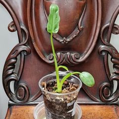 No.2 Philodendron Radiatum Variegated