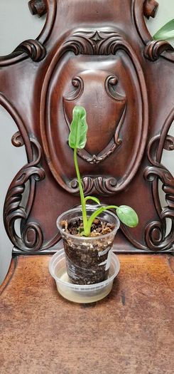 No.2 Philodendron Radiatum Variegated