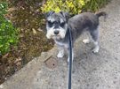 Dog home boarding Image 9