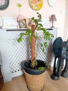 Large Monstera Minima with Pot