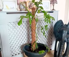 Large Monstera Minima with Pot
