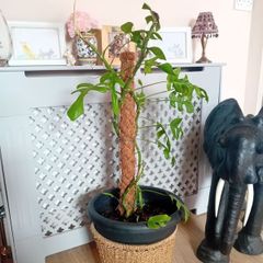 Large Monstera Minima with Pot
