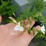 Jasmine climbing plant deciduous Image 3