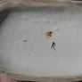 Antique Porcelain Figurine Irish Colleen Image 7