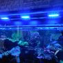 fish tanks accessories coral Image 4