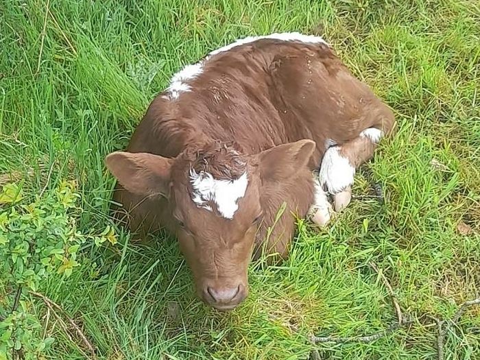 PBR Irish moiled heifer