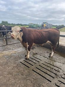 Hereford Pedigree Bull