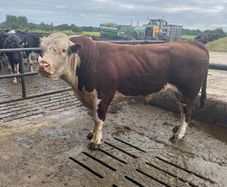 Hereford Pedigree Bull