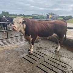 Hereford Pedigree Bull
