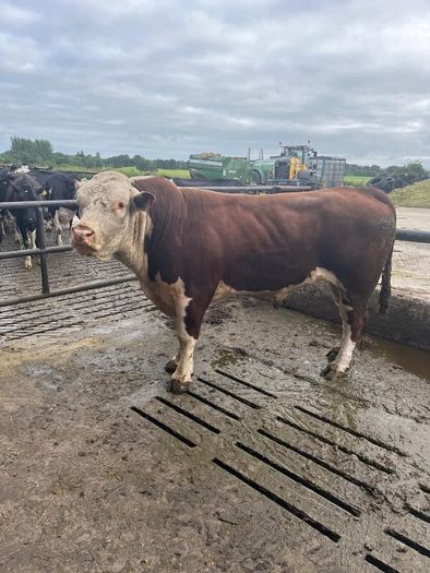 Hereford Pedigree Bull