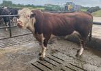Hereford Pedigree Bull