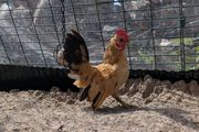 Serama rooster