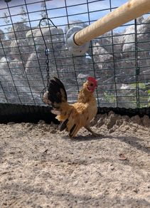Serama rooster