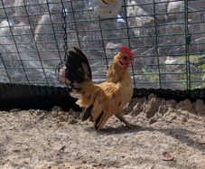 Serama rooster