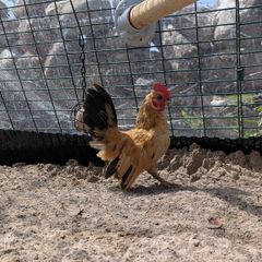 Serama rooster