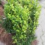 Box Hedging Image 10