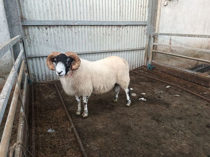 Lanark sis