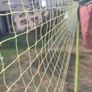 Crane Freestanding Badminton Net(perfect condition no rackets included Image 6