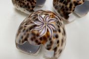 3 shell napkin holder