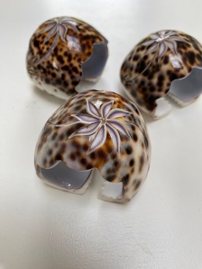 3 shell napkin holder