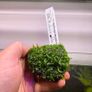 Aquarium Moss' on Lava Stone Image 7