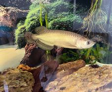 Arowana