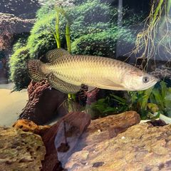 Arowana