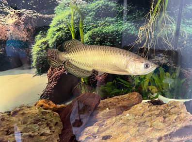 Arowana