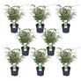 bamboo plants Image 2